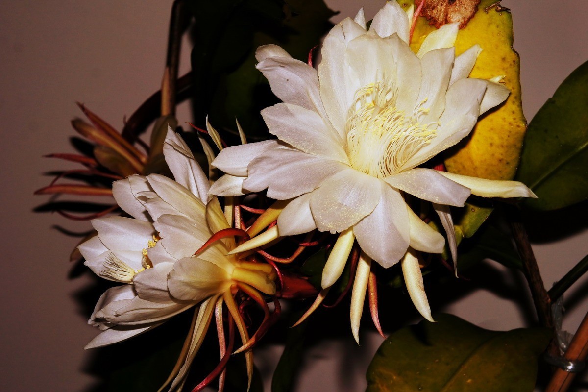 7朵昙花一起开了