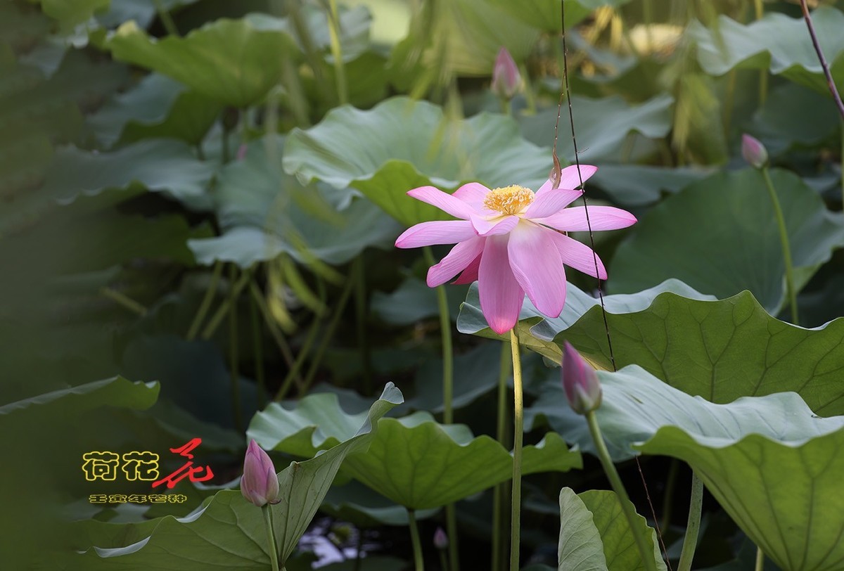 荷花 64【2022-0830】