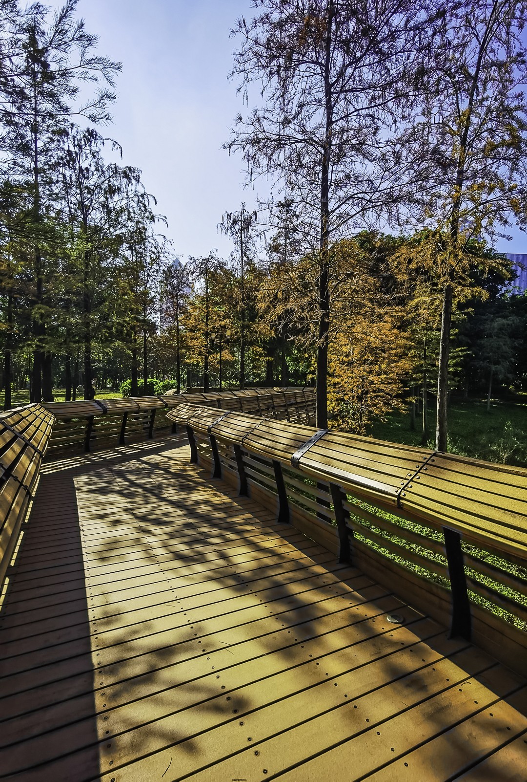 #留住美丽秋天#  金色的秋