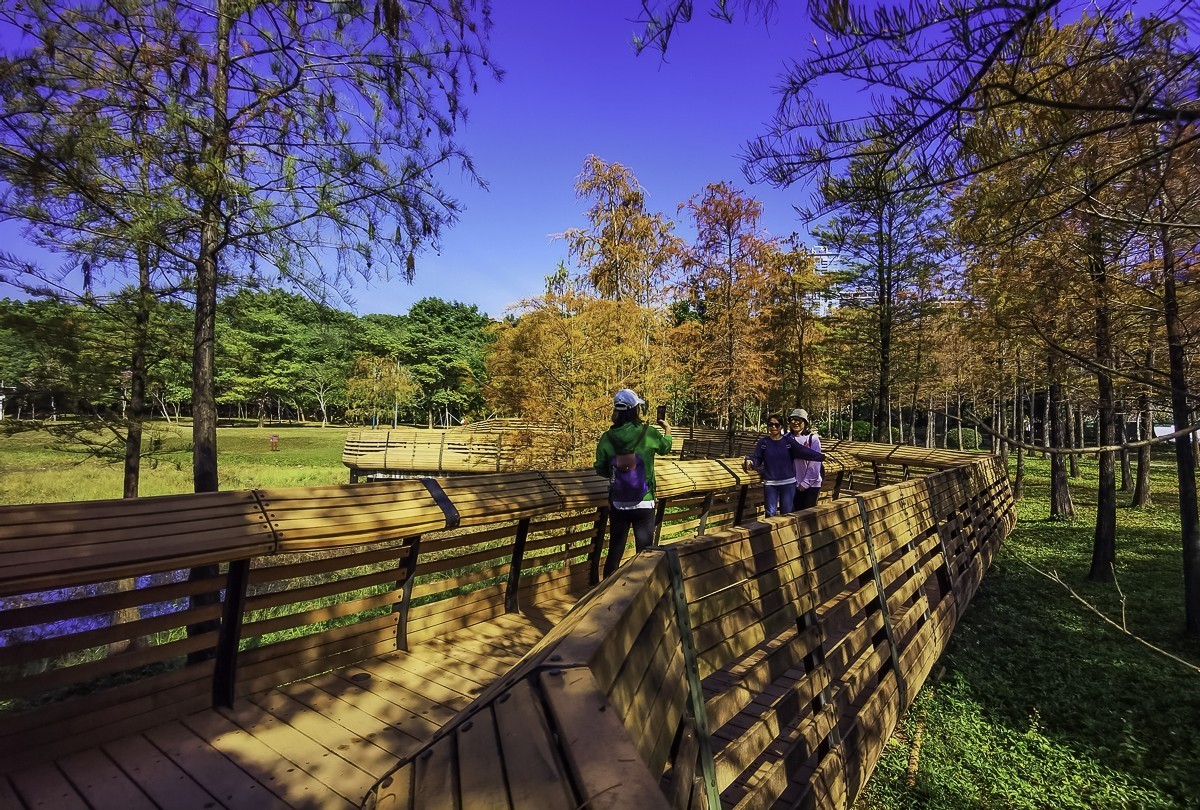 #留住美丽秋天#  金色的秋