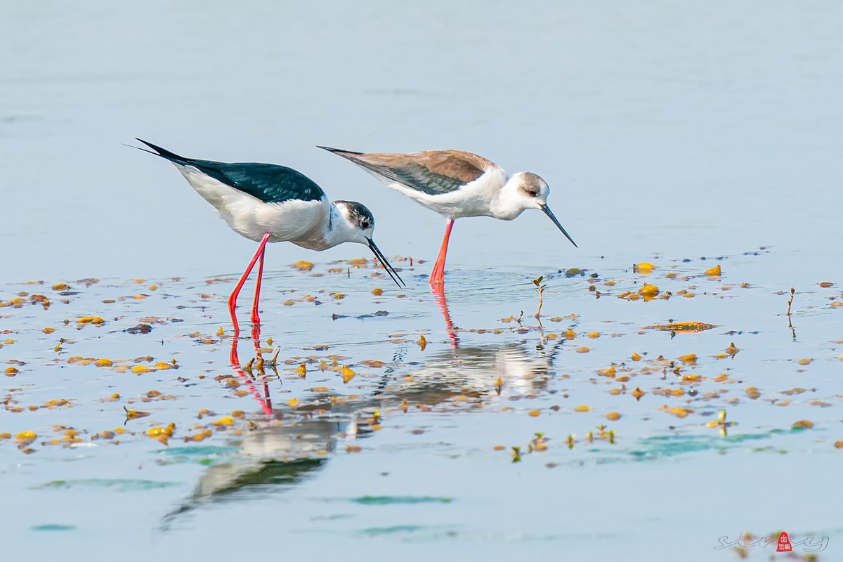 黑翅长脚鹬（三）谈情说爱，影形不离