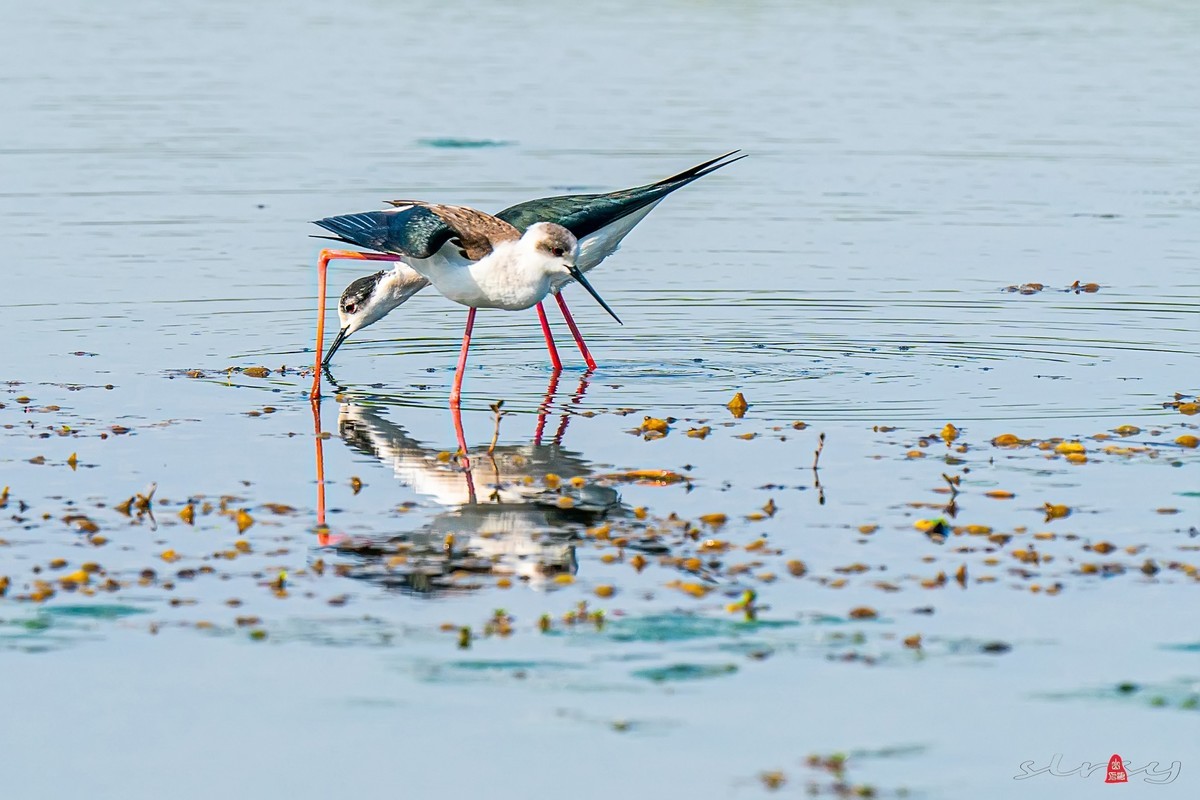 黑翅长脚鹬（三）谈情说爱，影形不离