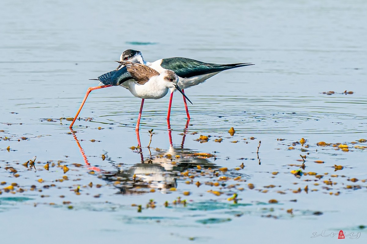 黑翅长脚鹬（三）谈情说爱，影形不离