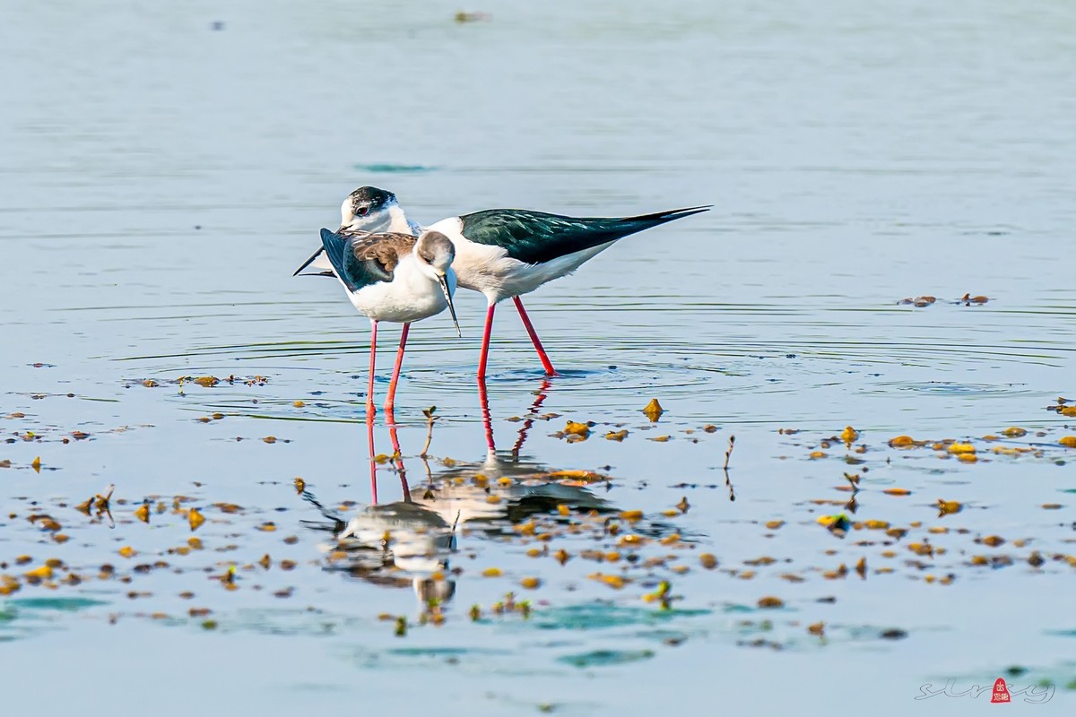 黑翅长脚鹬（三）谈情说爱，影形不离