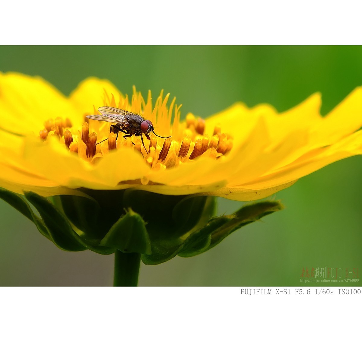 富士长焦机微距