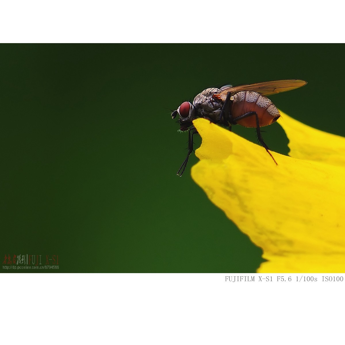 富士长焦机微距