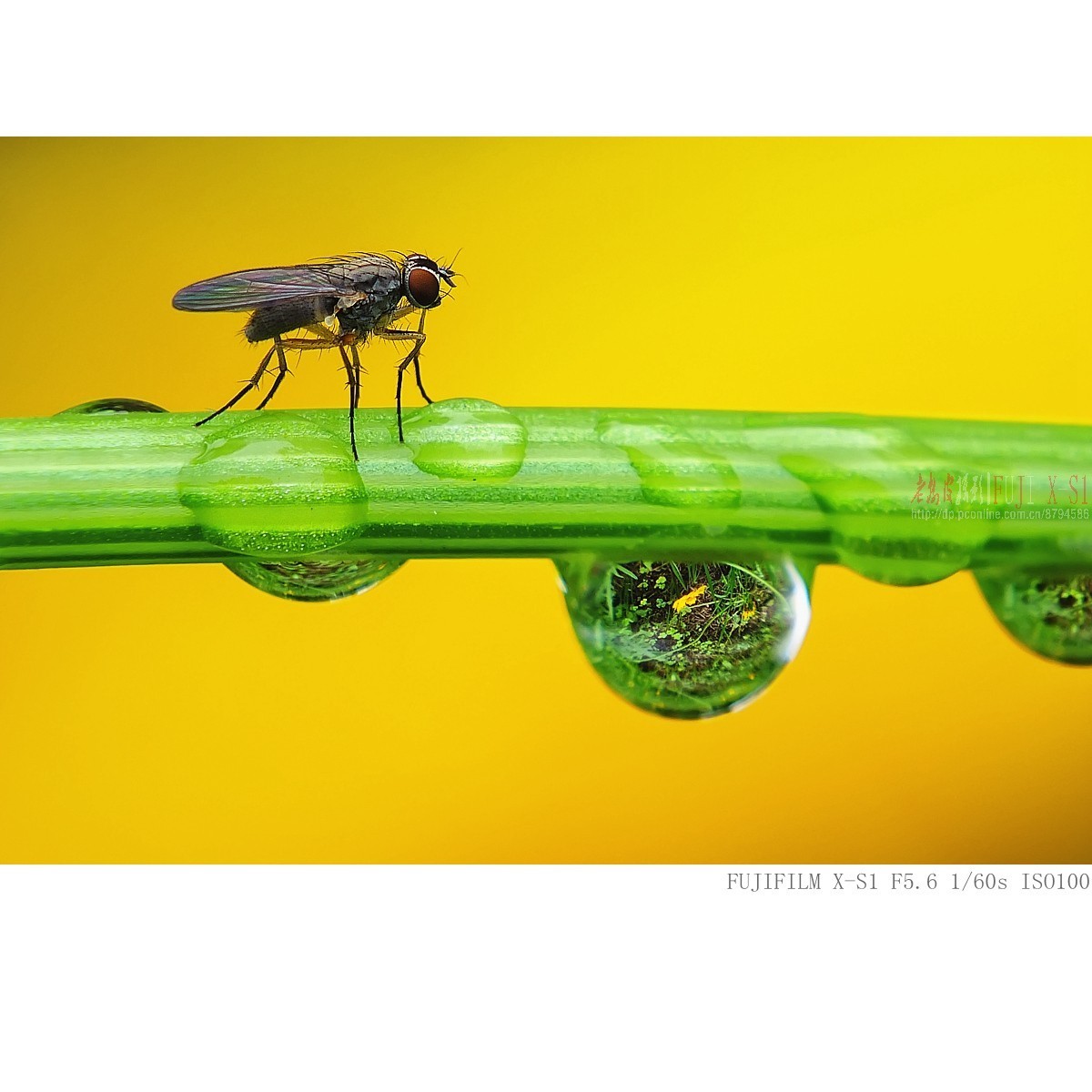 富士长焦机微距