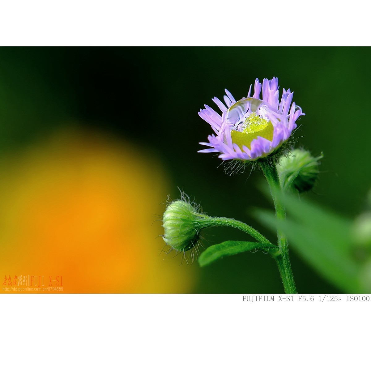 富士长焦机微距