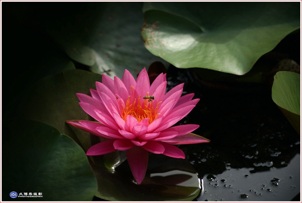 2023-（113）红莲花