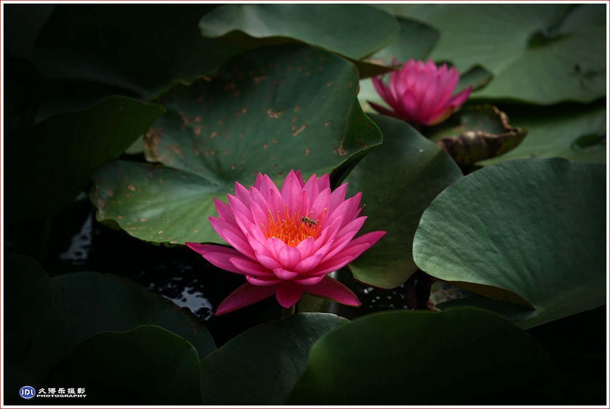 2023-（113）红莲花