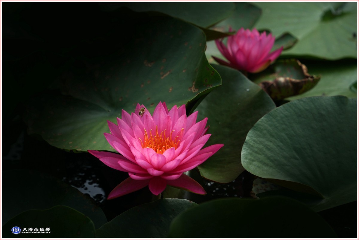 2023-（113）红莲花