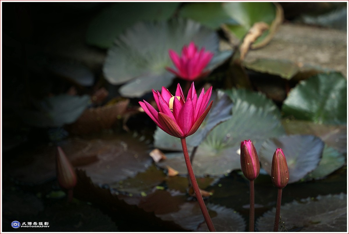 2023-（113）红莲花