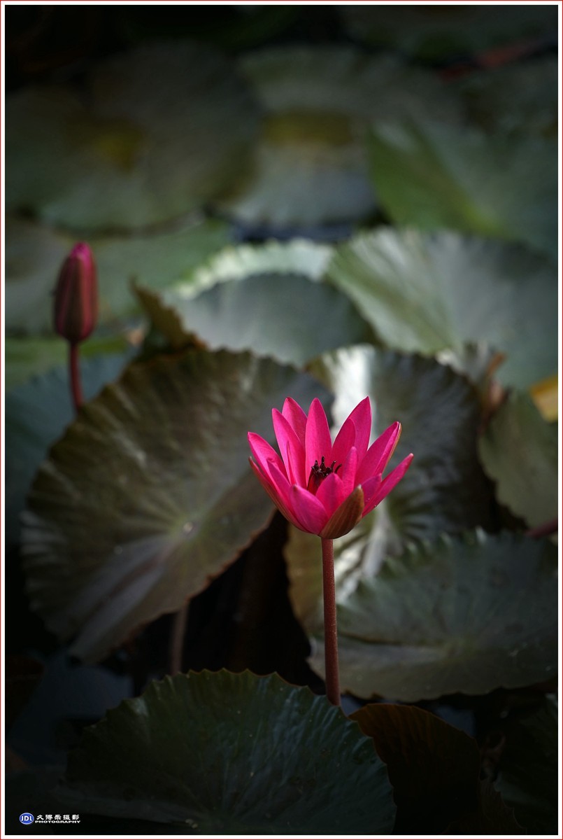 2023-（113）红莲花