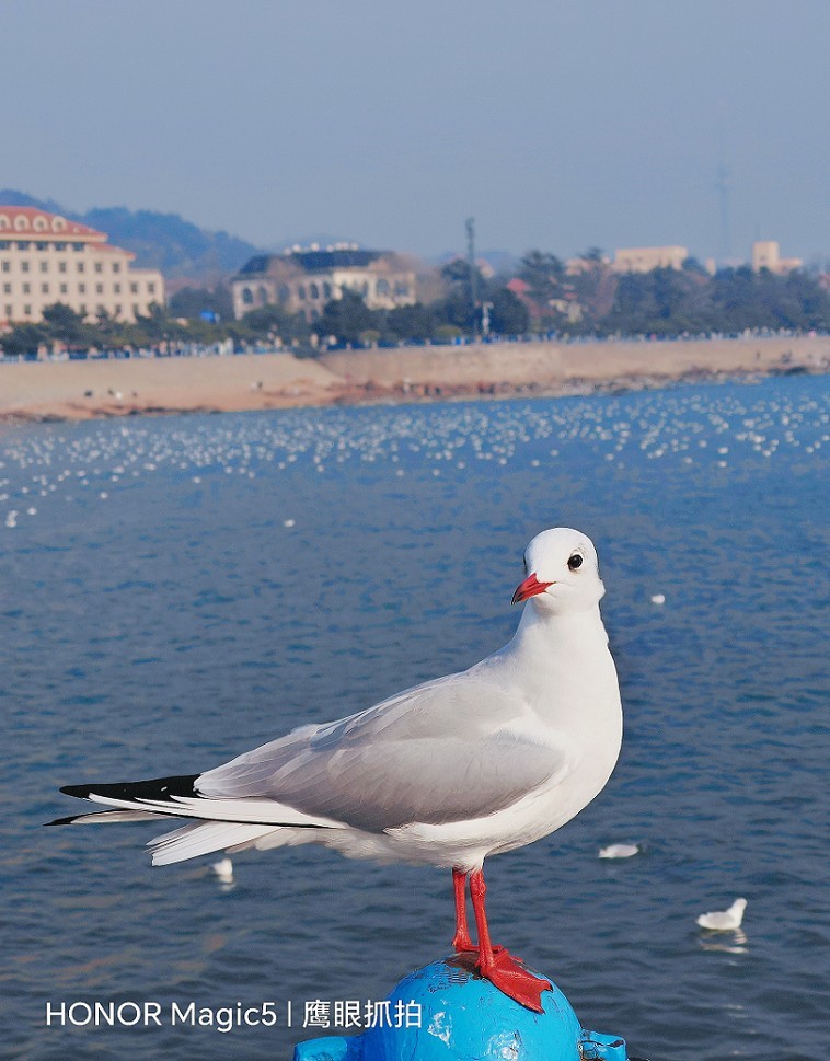 仓促试机《瞎拍》片，买了个新手机还不熟悉，赶紧调教准备上任，哈哈！