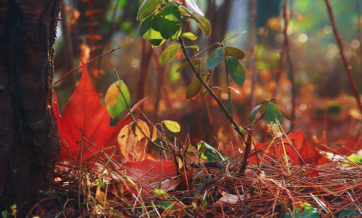 仓促试机《瞎拍》片，买了个新手机还不熟悉，赶紧调教准备上任，哈哈！