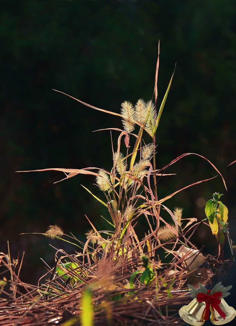 仓促试机《瞎拍》片，买了个新手机还不熟悉，赶紧调教准备上任，哈哈！