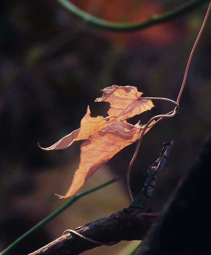 仓促试机《瞎拍》片，买了个新手机还不熟悉，赶紧调教准备上任，哈哈！