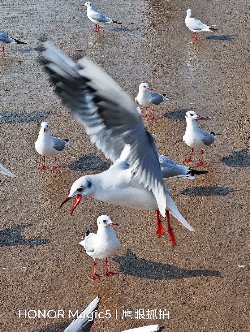 仓促试机《瞎拍》片，买了个新手机还不熟悉，赶紧调教准备上任，哈哈！