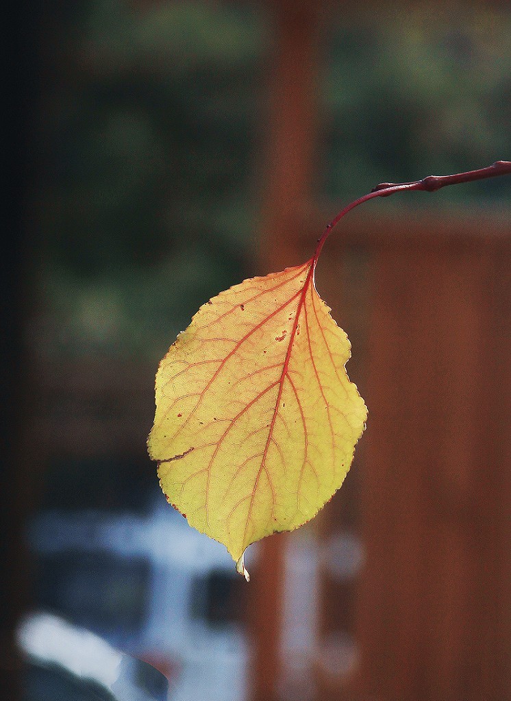 仓促试机《瞎拍》片，买了个新手机还不熟悉，赶紧调教准备上任，哈哈！