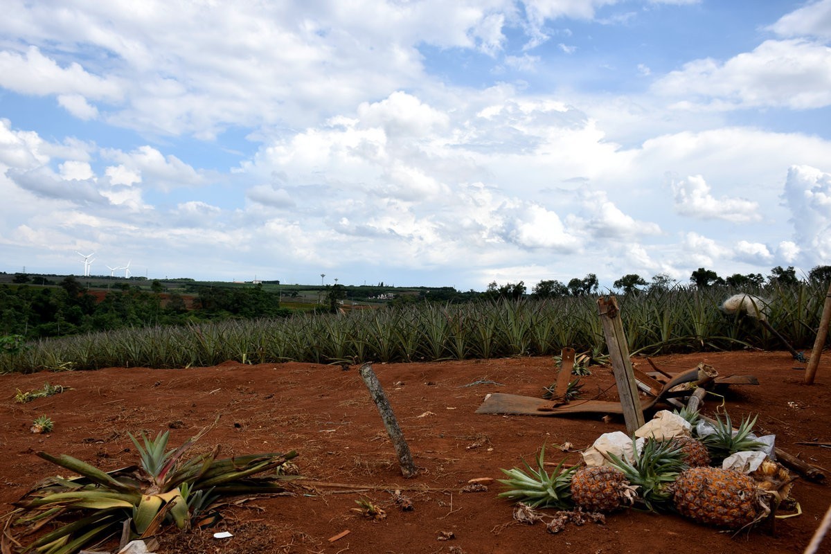 2024夏 海南环岛行（23）徐闻“菠萝的海”