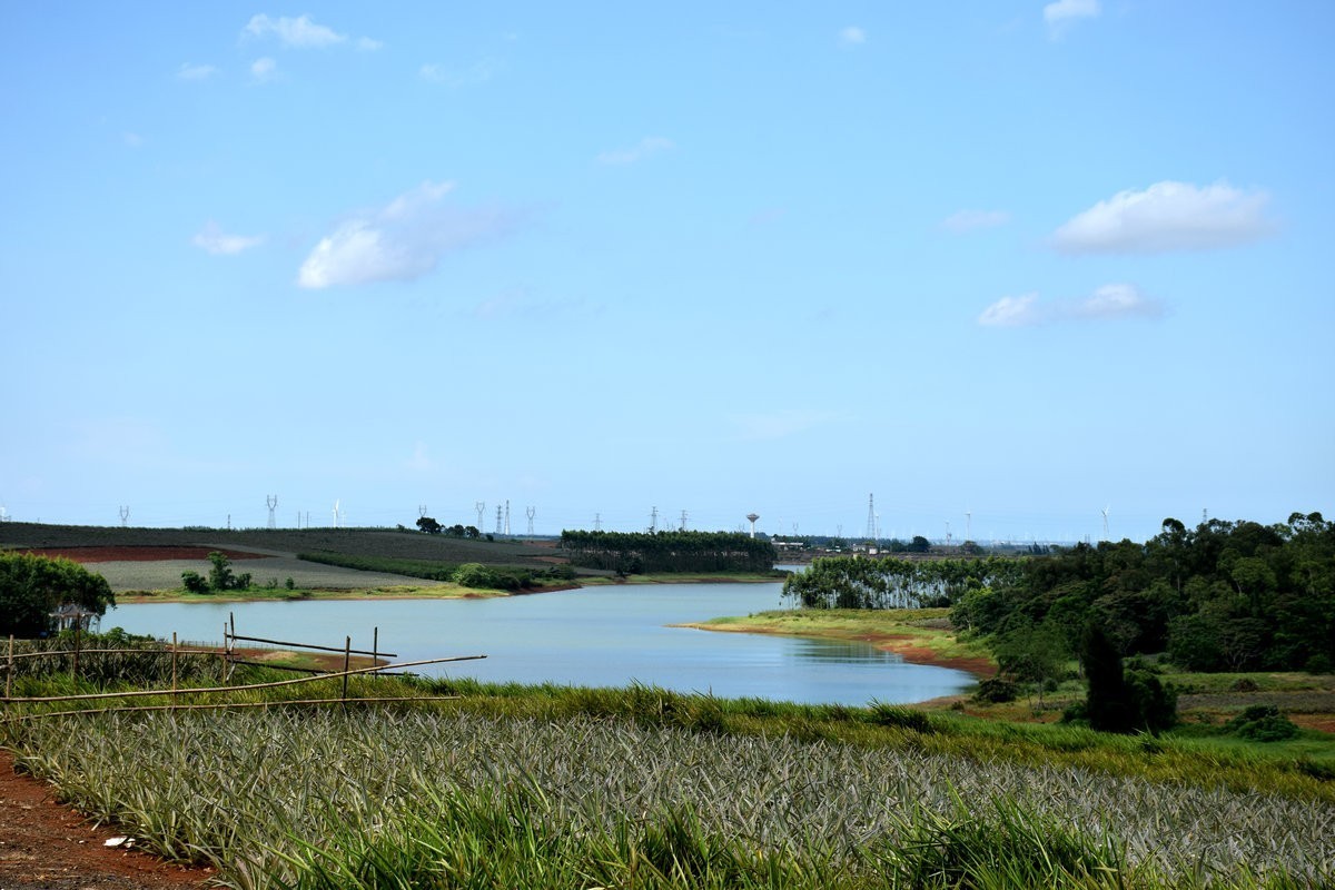 2024夏 海南环岛行（23）徐闻“菠萝的海”