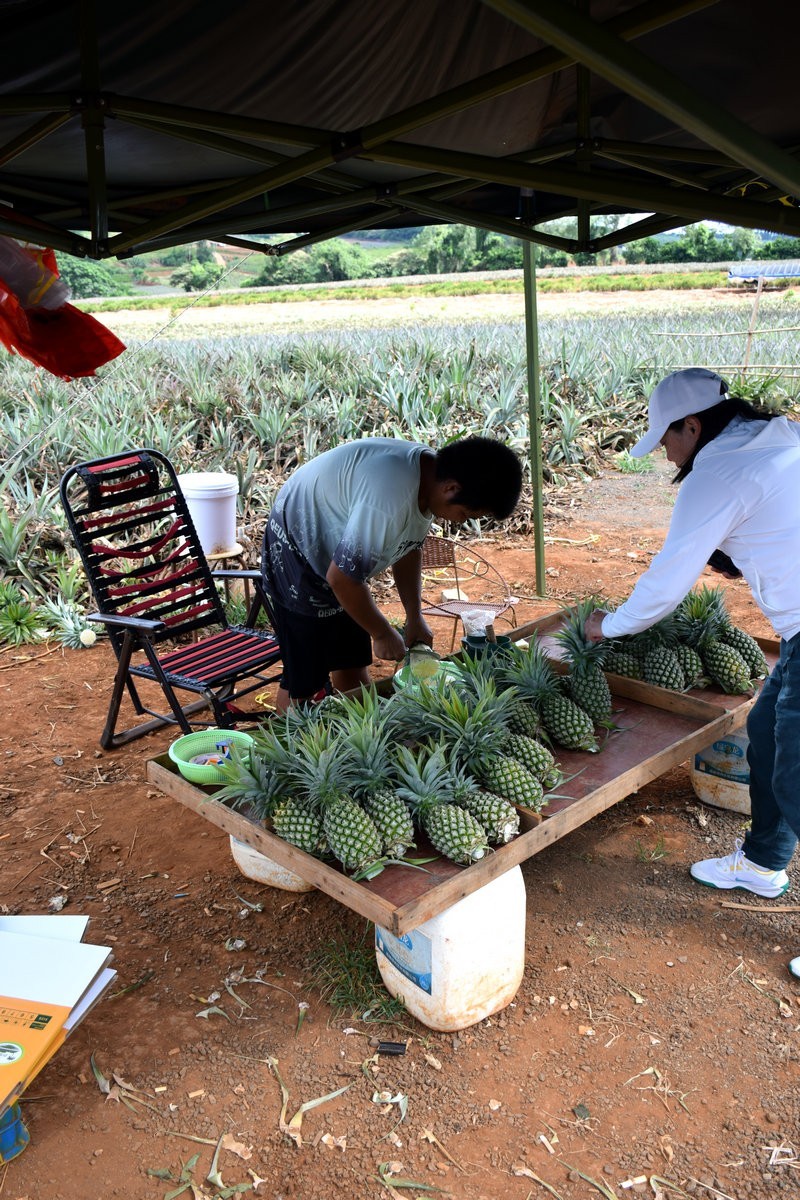 2024夏 海南环岛行（23）徐闻“菠萝的海”