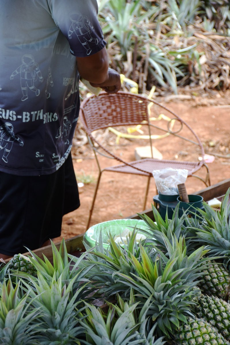 2024夏 海南环岛行（23）徐闻“菠萝的海”