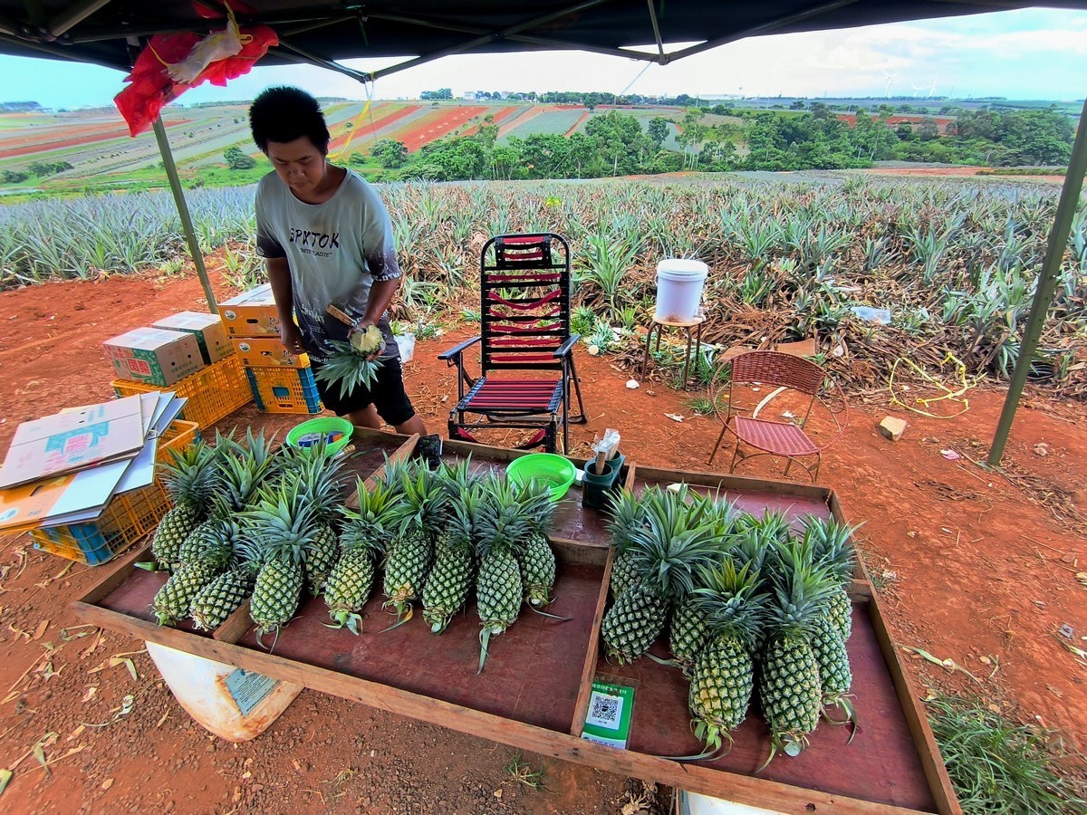 2024夏 海南环岛行（23）徐闻“菠萝的海”