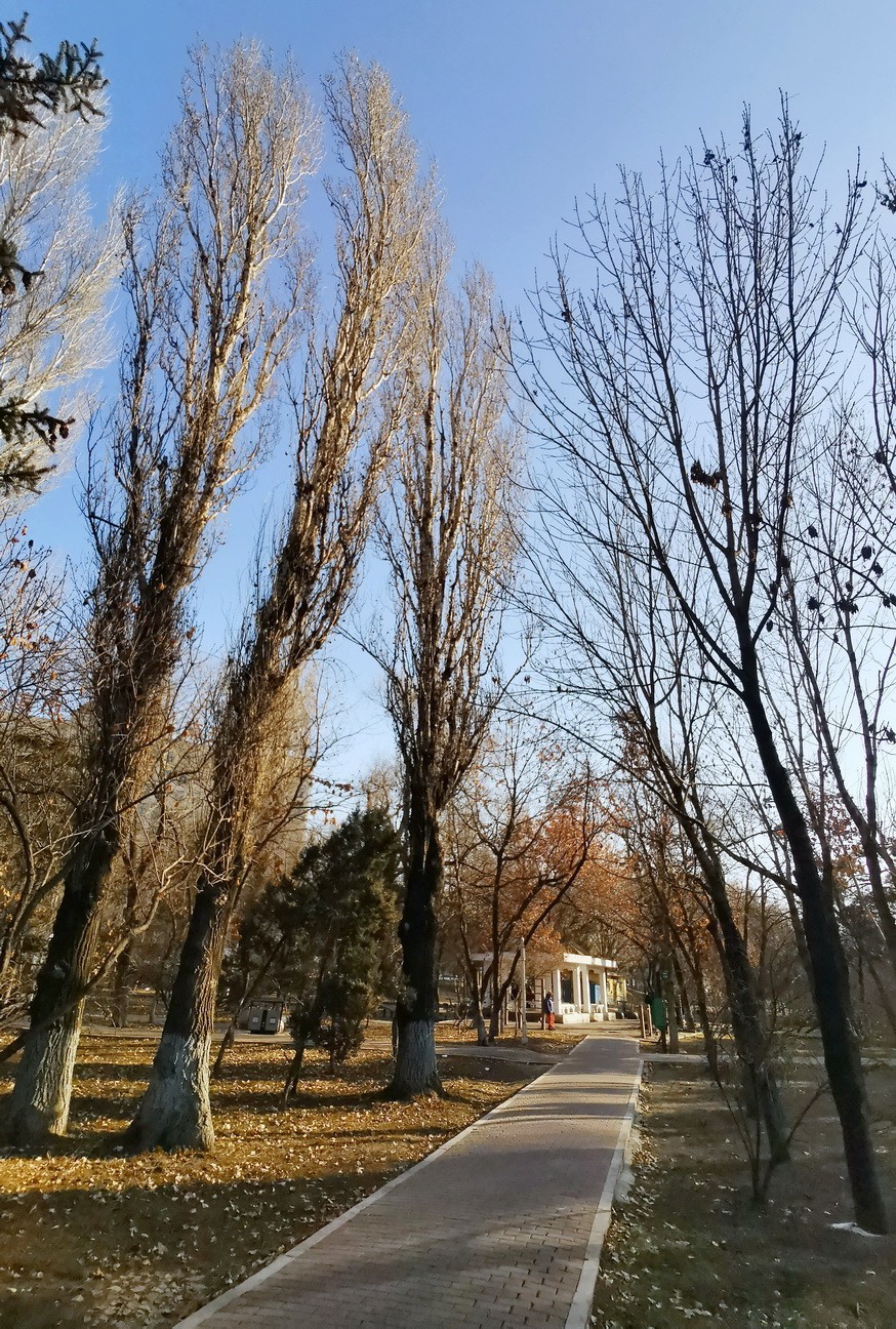 2024.11.19  哈尔滨仍无雪