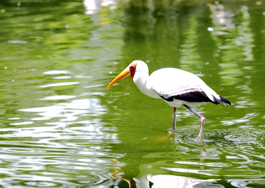 一只彩鹳湖中觅食
