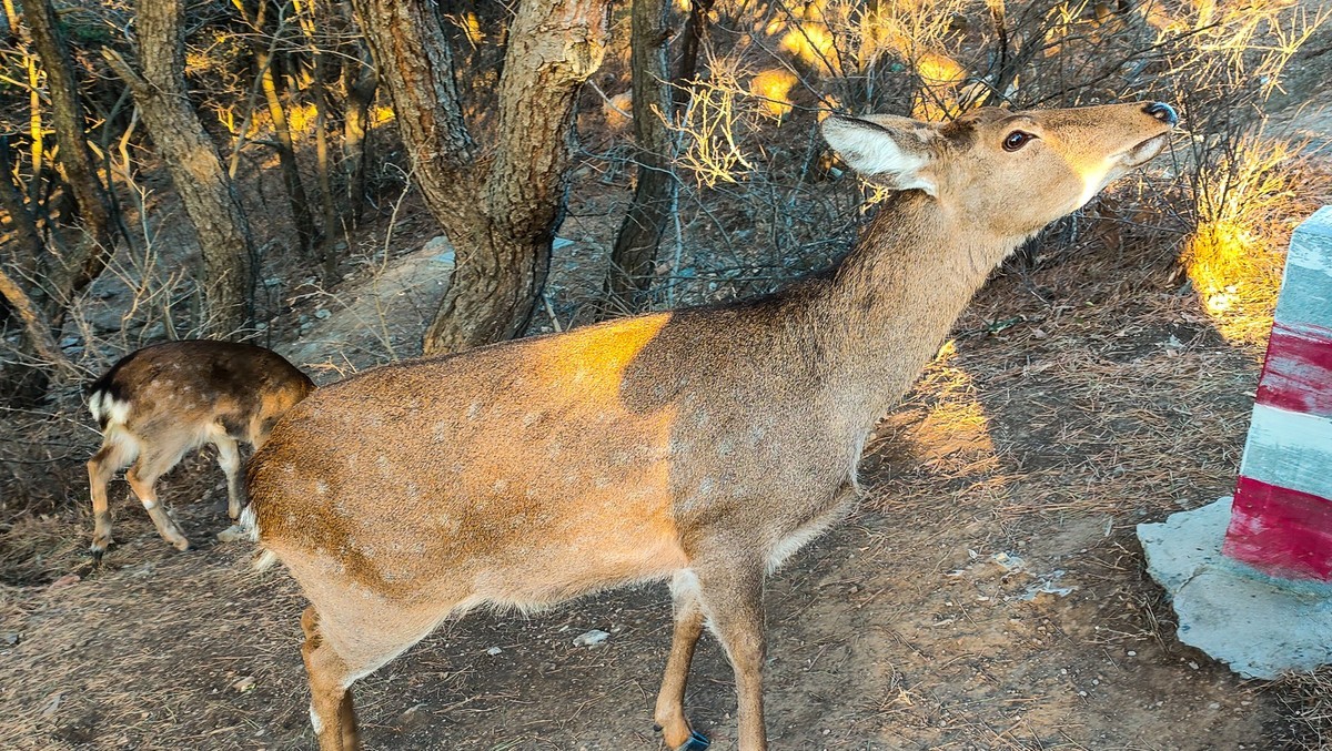 大 连 的 海 ------ 西 山 揽 胜 （ 七 ）