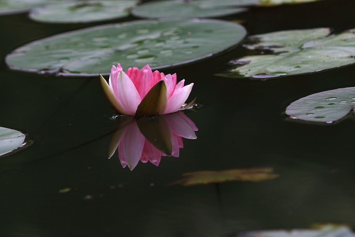 睡莲花开～