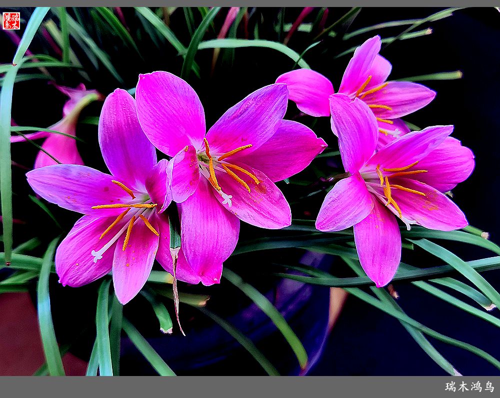 【2022之花季】49.平易近人的韭菜兰