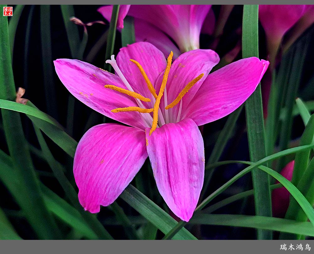 【2022之花季】49.平易近人的韭菜兰