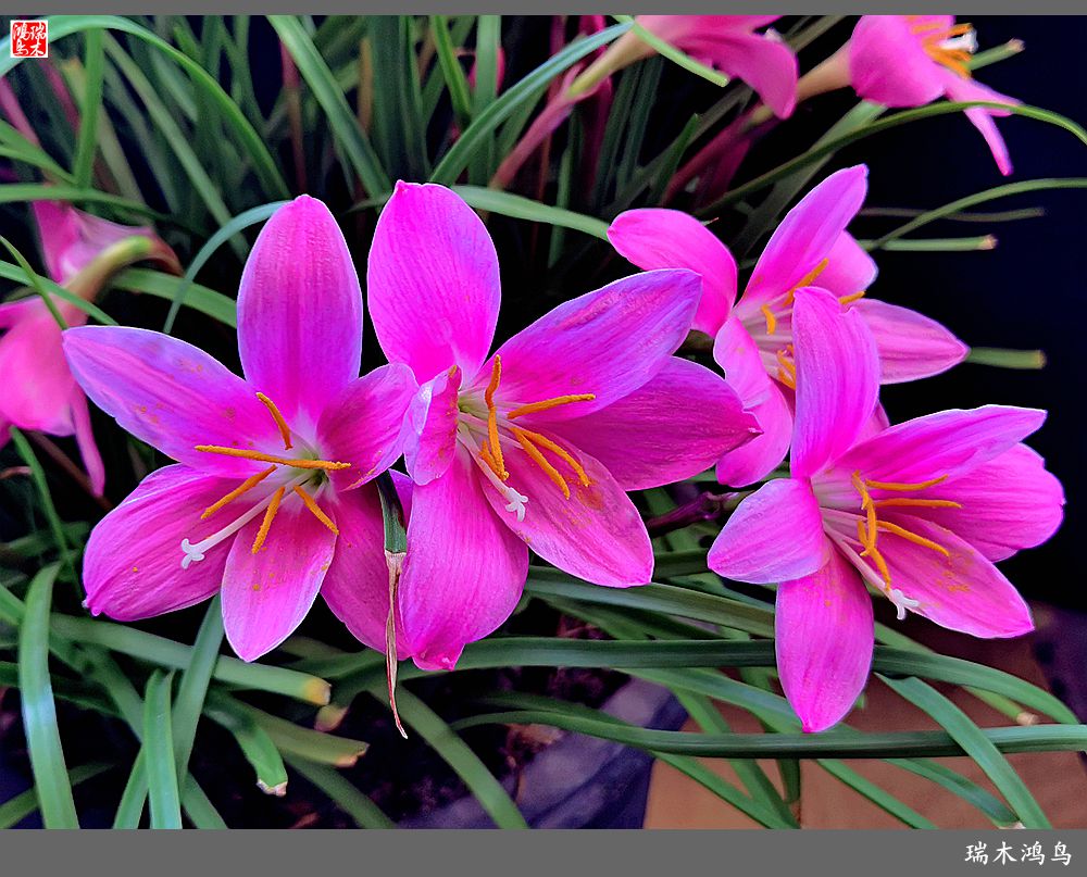 【2022之花季】49.平易近人的韭菜兰