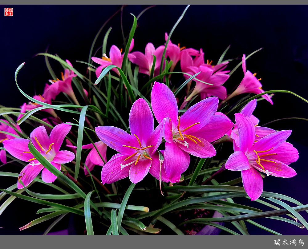 【2022之花季】49.平易近人的韭菜兰