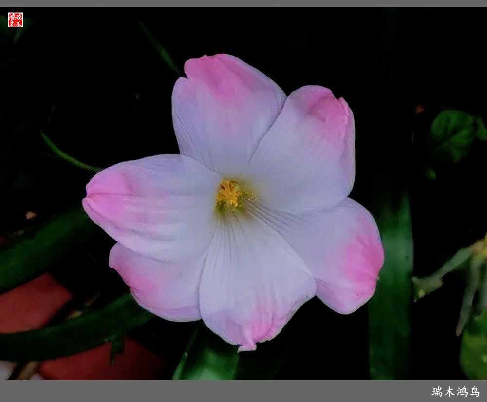 【2022之花季】49.平易近人的韭菜兰