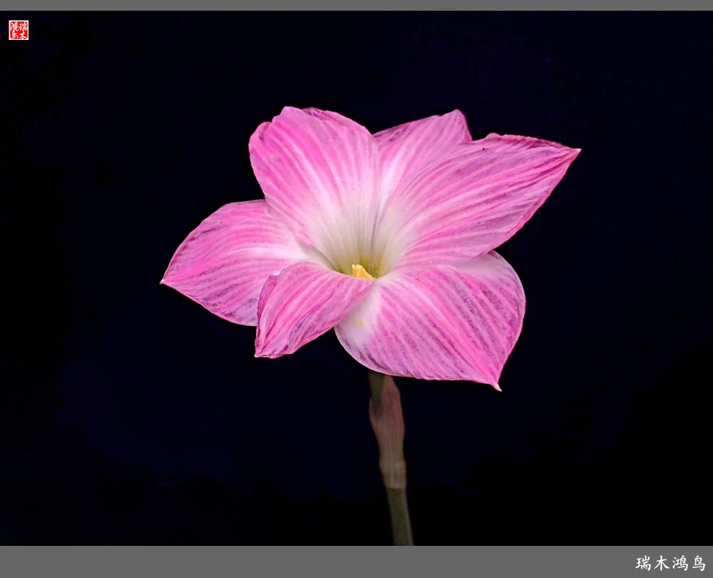 【2022之花季】49.平易近人的韭菜兰