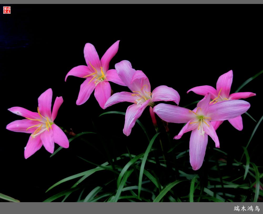 【2022之花季】49.平易近人的韭菜兰