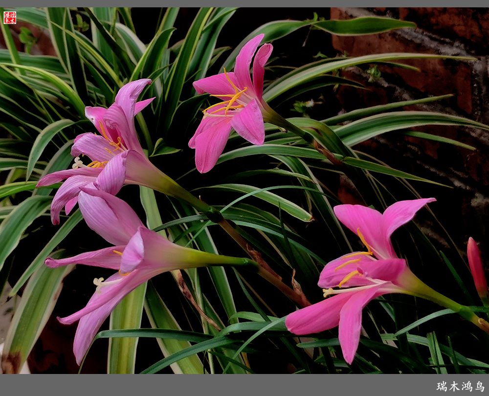 【2022之花季】49.平易近人的韭菜兰