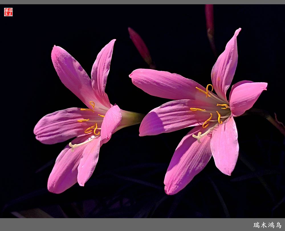 【2022之花季】49.平易近人的韭菜兰