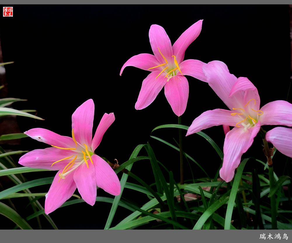 【2022之花季】49.平易近人的韭菜兰