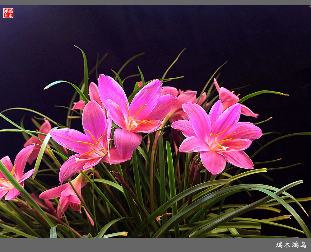 【2022之花季】49.平易近人的韭菜兰