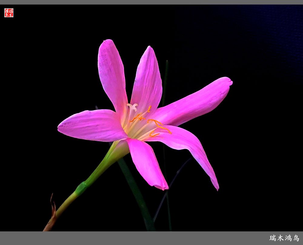 【2022之花季】49.平易近人的韭菜兰