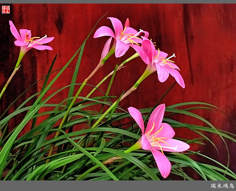 【2022之花季】49.平易近人的韭菜兰