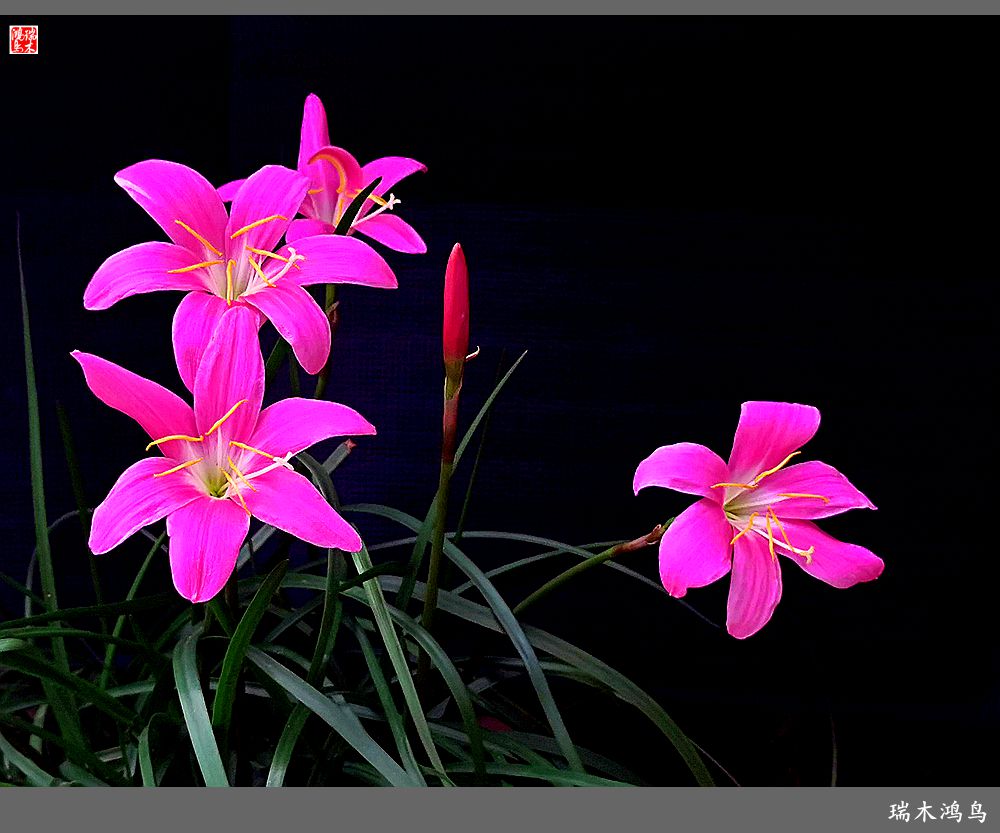 【2022之花季】49.平易近人的韭菜兰