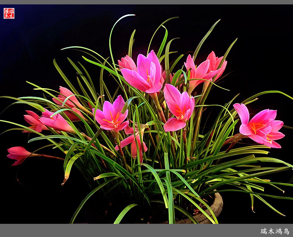 【2022之花季】49.平易近人的韭菜兰