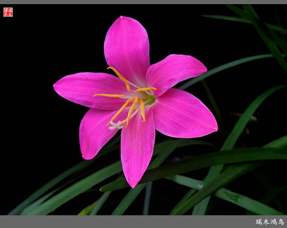 【2022之花季】49.平易近人的韭菜兰