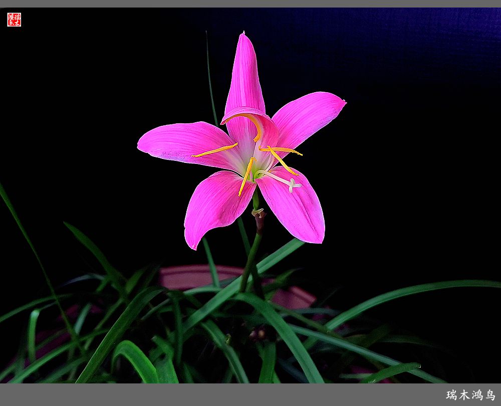 【2022之花季】49.平易近人的韭菜兰