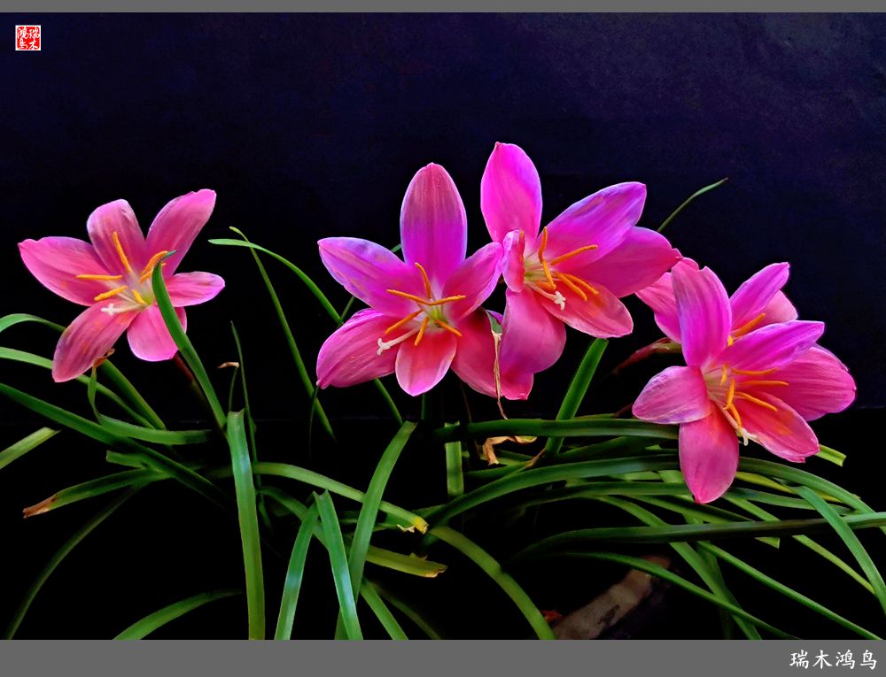 【2022之花季】49.平易近人的韭菜兰